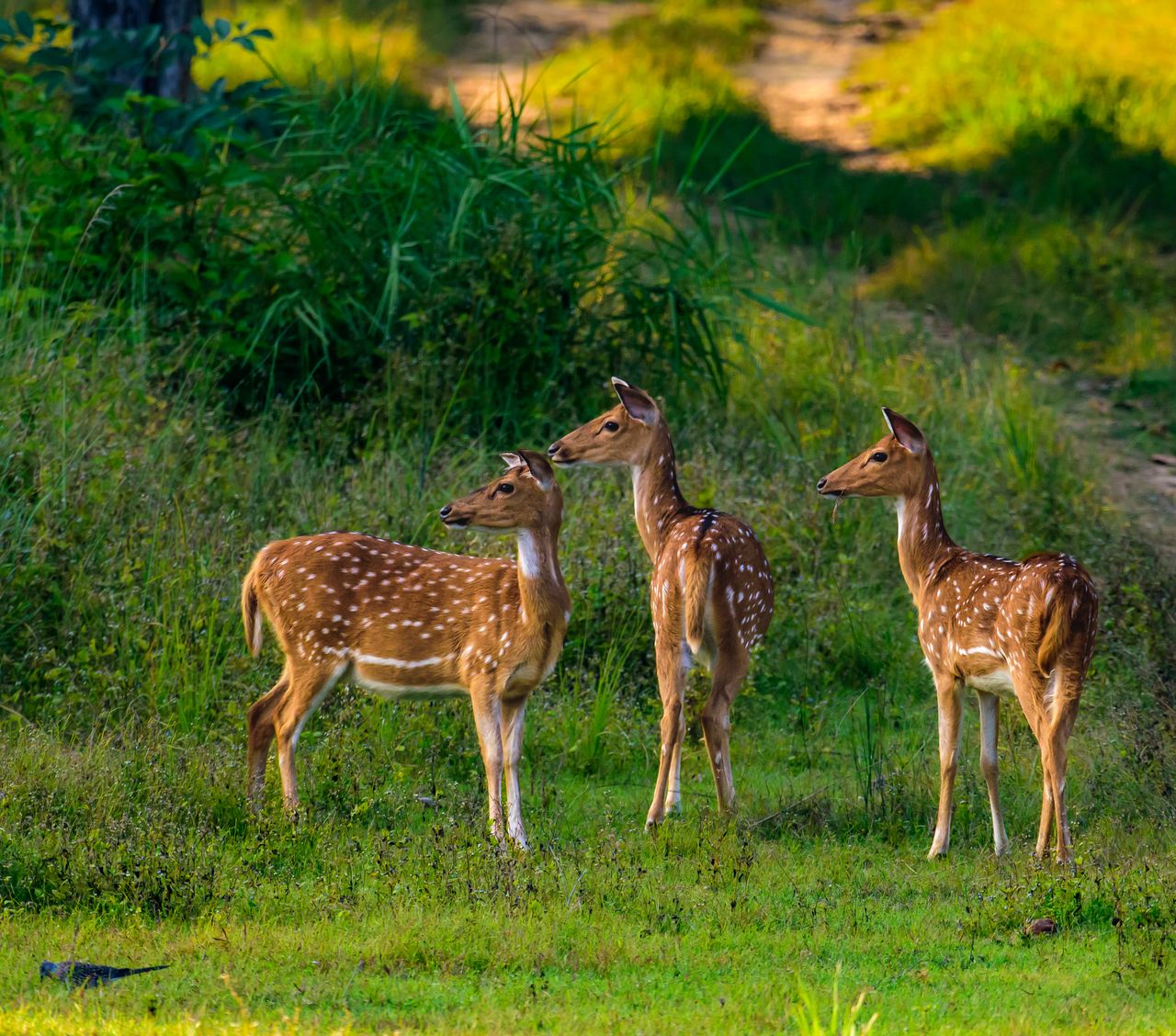 A serene scene of three Sri Lankan axis deer grazing in Kanha National Park, India, amid lush greenery.